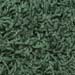 Shag-004-evergreen